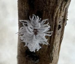 Mealy bug destroyer larvae