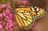 monarch butterfly on flower