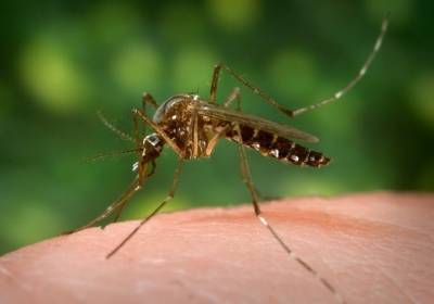 mosquito