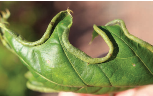Leaf fold gal