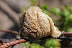 chinese praying mantis egg case
