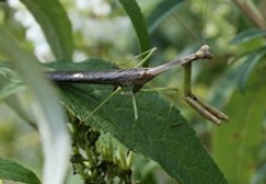 Praying mantis insect