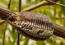 carolina praying mantis egg sack