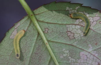 sawfly larva