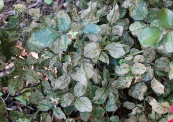 sawfly damage