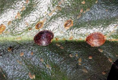 adult scale on a leaf