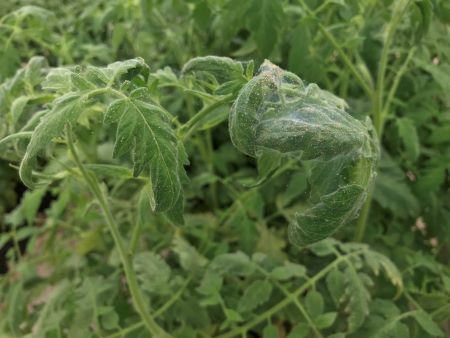 spidermites on tomato plant