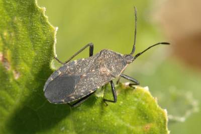squash bug adult