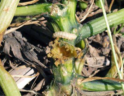 Squash vine borer and damage