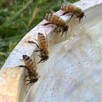 bee waterer