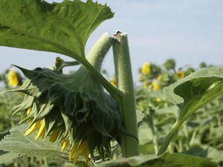 sunflower head partially cut off by insect