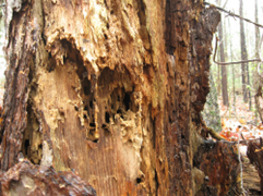 tree impacted with tree