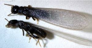 adult termites