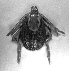dog tick