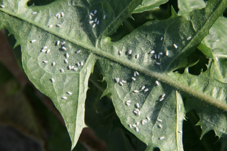 whiteflies on a leaf