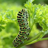 monarch caterpillar