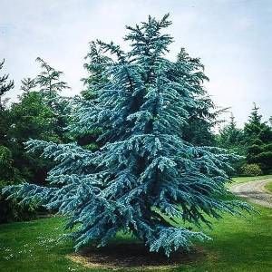 blue atlas cedar tree