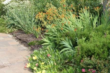 perennial plants