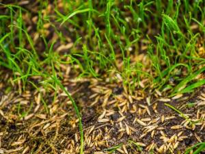 grass seed in grass