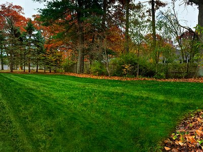 green lawn in fall