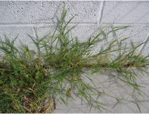 bermudagrass