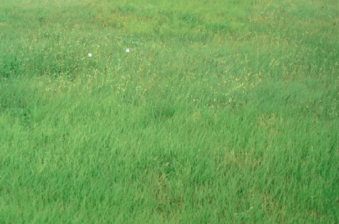 buffalograss lawn
