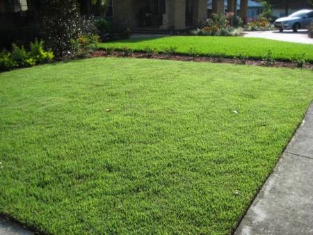 zoysia grass lawn
