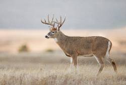 Buck deer