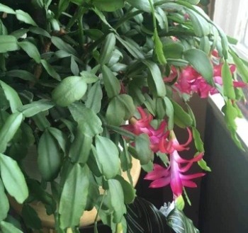 pink christmas cactus