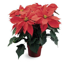 red poinsettia