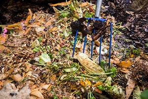 Compost pile