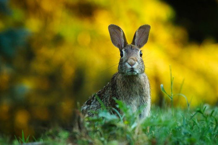 cottontail rabbit