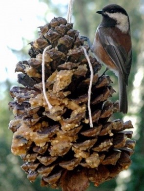 Pine cone bird feeder
