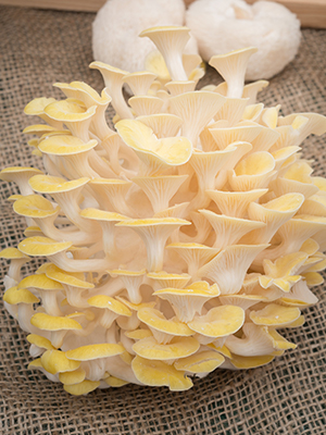 mushroom log