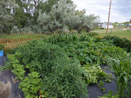 vegetable garden
