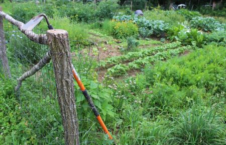 vegetable garden