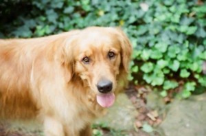 dog in garden