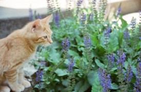 cat in flowers