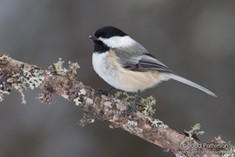 chickadee