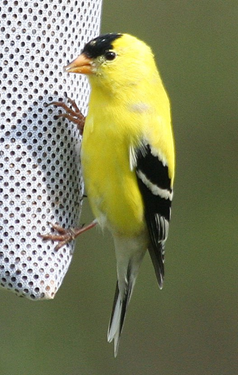 goldfinch