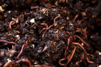 worms in compost bin