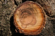 Cut Branch View