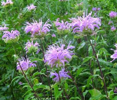 Purple bee balm blooms