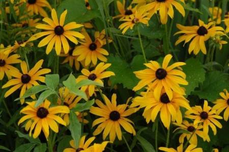 black eyed susan flowers