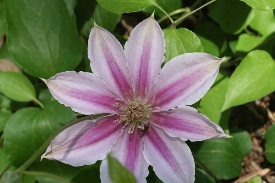 Purple clematis blooming