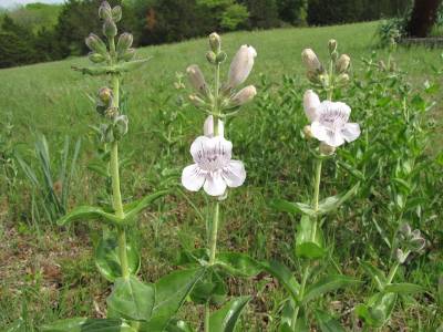 white penstemon flowers