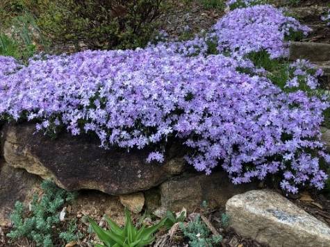 purple creeping phlox