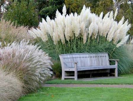 mix of perennial grasses