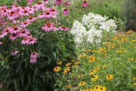 black eyed susans, phlox and purple coneflower
