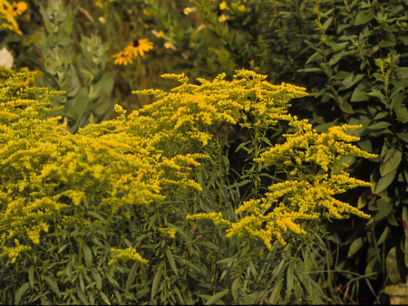 yellow flowers